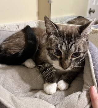 Rescue Snowshoe and Siamese Cats for Adoption in Theodore, Alabama - Tata | PetCurious