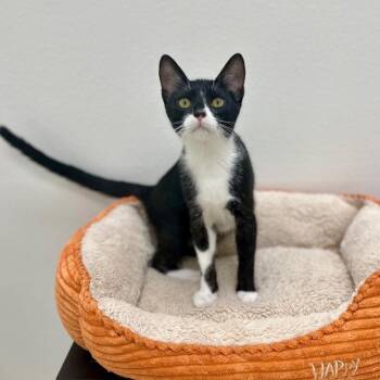 Chile -  Domestic Short Hair Cat for Adoption in Newberg, Oregon - Chile | PetCurious