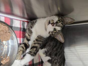 Rescue Domestic Short Hair Cats for Adoption in Edison, New Jersey - Bridget | PetCurious