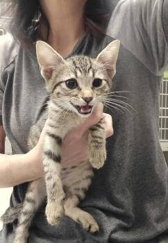 Winston -  Domestic Short Hair Cat for Adoption in Dickson, Tennessee - Winston | PetCurious