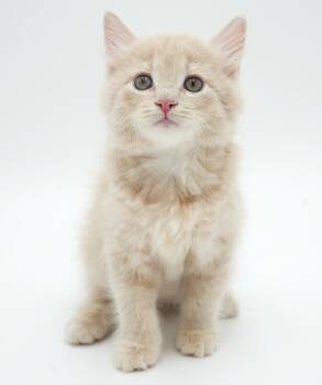 Walker is about to be the love of your life -  Ragdoll and Maine Coon Cat for Adoption in Bedford Hills, New York - Walker Is About To Be The Love Of Your Life | PetCurious