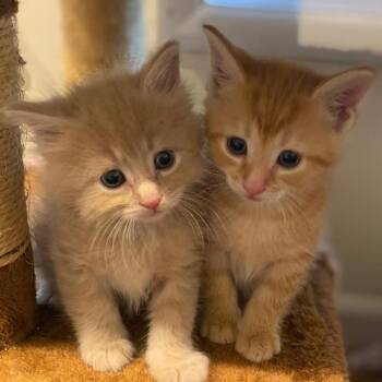 Udon -  Domestic Long Hair Cat Available for Adoption in Fairfax Station, Virginia - Udon | PetCurious