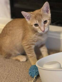 Rescue Tabby Cats for Adoption in Minneapolis, Minnesota - Iron Man | PetCurious