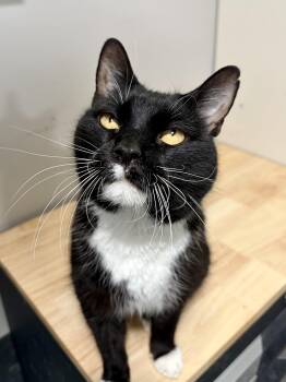 Banjo -  American Shorthair Cat for Adoption in West Newton, Pennsylvania - Banjo | PetCurious
