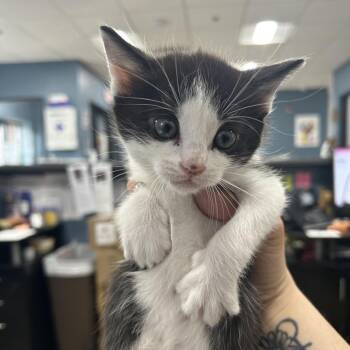 Domestic Short Hair Cats Available for Adoption in Newark, New Jersey - Dewey | PetCurious