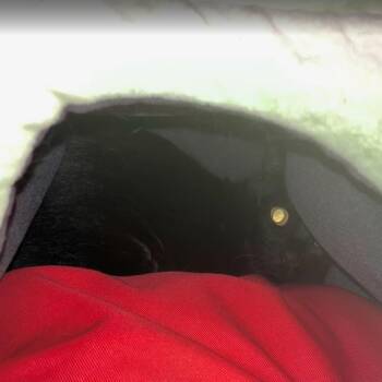 Girl From Ipanema -  Domestic Short Hair Cat for Adoption in Los Angeles, California - Girl From Ipanema | PetCurious