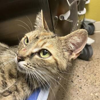 Stray 06/23 -  Domestic Short Hair Cat for Adoption in Keizer, Oregon - Stray 06/23 | PetCurious