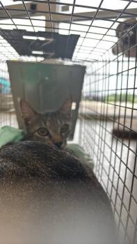 Domestic Short Hair Cats Available for Adoption in New Braunfels, Texas - Arredondo Feral 2 | PetCurious