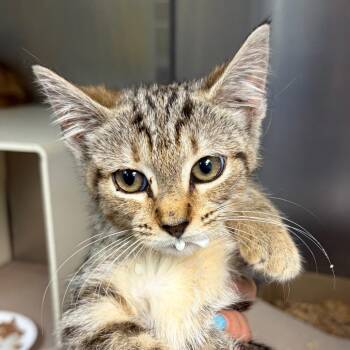 Vanellope -  Domestic Short Hair Cat for Adoption in Newark, New Jersey - Vanellope | PetCurious
