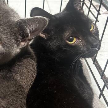 Domestic Short Hair Cats Available for Adoption in Philadelphia, Pennsylvania - Jarjar | PetCurious