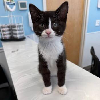 Abigail -  Domestic Short Hair Cat for Adoption in Bear, Delaware - Abigail | PetCurious