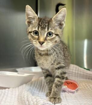 Domestic Short Hair Cats Available for Adoption - Tallie | PetCurious