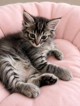 Domestic Medium Hair Cats Available for Adoption in Oswego, South Carolina - Mayday | PetCurious