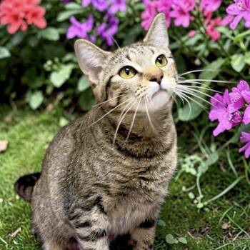 Belly -  Domestic Short Hair Cat for Adoption in Bentonville, Arkansas - Belly | PetCurious