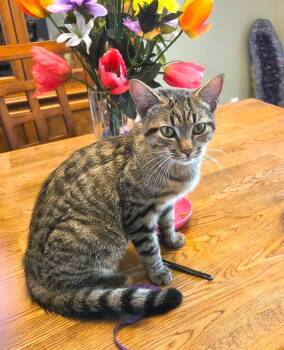 Tabby Cats Available for Adoption in New Albany, Ohio - Marshall | PetCurious