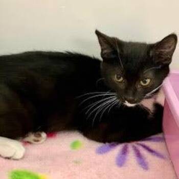 Sprite -  Tuxedo Cat for Adoption in Green Valley, Arizona - Sprite | PetCurious