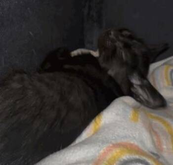 Nolan Void -  Domestic Short Hair Cat for Adoption in Largo, Florida - Nolan Void | PetCurious