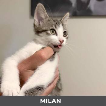 Milan -  Domestic Short Hair Cat for Adoption in Toronto, Ontario - Milan | PetCurious