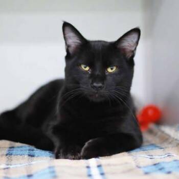 Leo -  Domestic Short Hair Cat for Adoption in Atlanta, Georgia - Leo | PetCurious