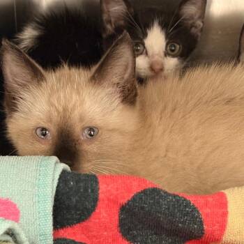 Mochi -  Siamese Cat for Adoption in Royse City, Texas - Mochi | PetCurious