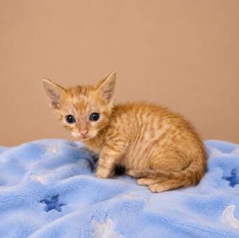 Lil Rockie -  Domestic Short Hair Cat for Adoption in Lafayette, Louisiana - Lil Rockie | PetCurious