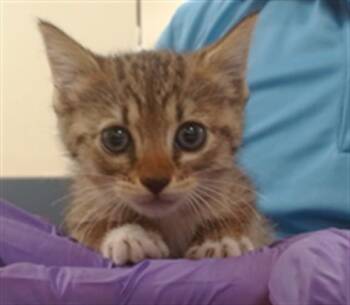 NAMINE -  Domestic Short Hair Cat for Adoption in Doral, Florida - NAMINE | PetCurious