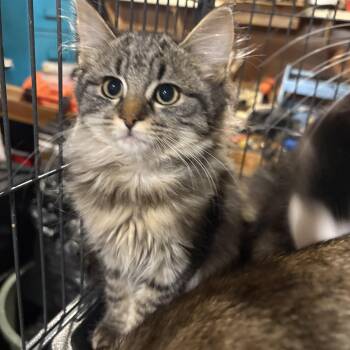 Rescue Domestic Long Hair Cats for Adoption in Fredericton, New Brunswick - Aesira | PetCurious