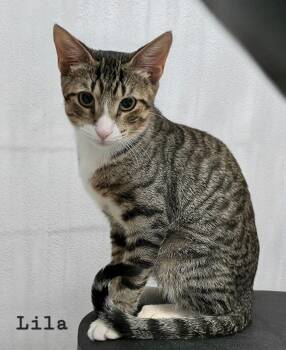 Lila -  American Shorthair Cat for Adoption in Quail Heights, Florida - Lila | PetCurious