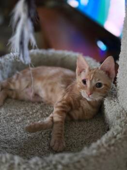Sunbeam -  Domestic Short Hair Cat for Adoption in Plainfield, Illinois - Sunbeam | PetCurious