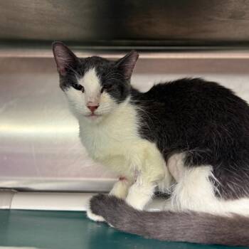 Domestic Short Hair Cats Available for Adoption in Pauls Valley, Oklahoma - Maeve | PetCurious
