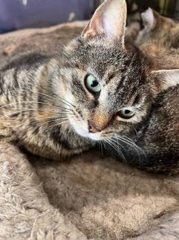 Domestic Short Hair Cats Available for Adoption - Darcy | PetCurious