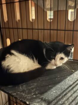 Penny  (th) -  Domestic Short Hair Cat for Adoption in White Bluff, Tennessee - Penny  (th) | PetCurious