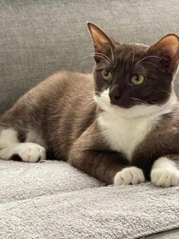 Louie -  Domestic Short Hair Cat for Adoption in Lafayette, Indiana - Louie | PetCurious
