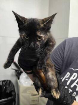 Noor -  Domestic Short Hair Cat for Adoption in Sevierville, Tennessee - Noor | PetCurious