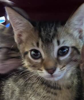 A139280 -  Domestic Short Hair Cat for Adoption in Palmetto, Florida - A139280 | PetCurious
