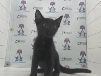 TED -  Domestic Short Hair Cat for Adoption in Orlando, Florida - TED | PetCurious