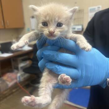 Tsunami -  Domestic Medium Hair Cat for Adoption in Birmingham, Alabama - Tsunami | PetCurious