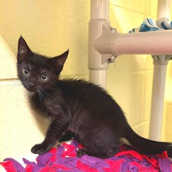 Betsy -  Domestic Short Hair Cat for Adoption - Betsy | PetCurious