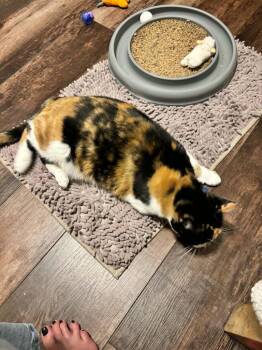 Gem -  Domestic Short Hair Cat for Adoption in Ballwin, Missouri - Gem | PetCurious