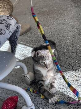 Sashi Freeport -  Tabby Cat for Adoption in Westbury, New York - Sashi Freeport | PetCurious