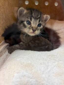 Domestic Short Hair Cats Available for Adoption in Riverside, California - HANSEL | PetCurious