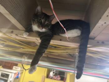 Sasha Boy -  Domestic Short Hair Cat for Adoption in Havertown, Pennsylvania - Sasha Boy | PetCurious