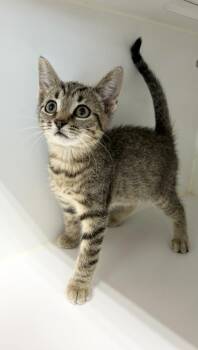 Julie -  Domestic Short Hair Cat for Adoption in Rochester, Indiana - Julie | PetCurious