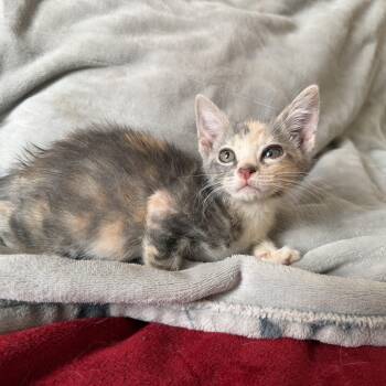 Cera -  Domestic Short Hair Cat for Adoption in Jacksonville, Florida - Cera | PetCurious