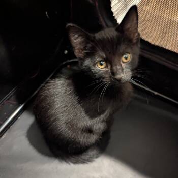 Celeste -  Domestic Short Hair Cat for Adoption in La Grange, Kentucky - Celeste | PetCurious
