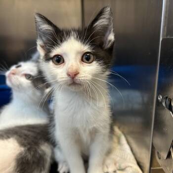 Mothra -  Domestic Short Hair Cat for Adoption in Bristol, Indiana - Mothra | PetCurious