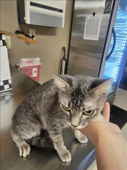 A430448 -  Domestic Short Hair Cat for Adoption in Conroe, Texas - A430448 | PetCurious
