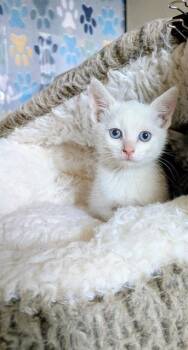 Domestic Short Hair Cats Available for Adoption in Frisco, Colorado - LORY | PetCurious