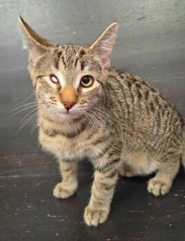Roscoe -  Domestic Short Hair Cat for Adoption in Syracuse, New York - Roscoe | PetCurious