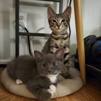 Rescue Domestic Short Hair Cats for Adoption in Long Beach, California - Anatoly | PetCurious